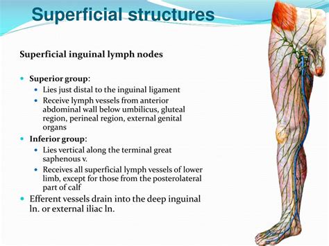 inguinal lymph nodes size